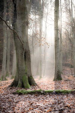 Grünow - Umgebung -Wald