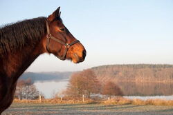 Grünow - Umgebung - Pferd