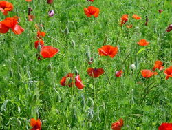Sommerfeld mit Mohn